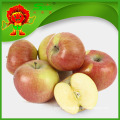 Golden Apple factory supply best quality low price apple